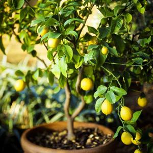 How to Grow a Lemon Tree in Pot | Care and Growing Lemon Tree
