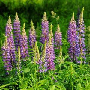 Growing Lupines
