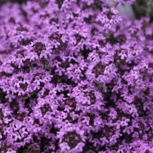 How to Grow and Care for Creeping Thyme