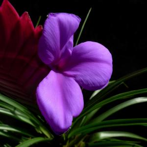 紫花凤梨