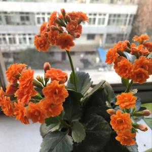 长寿花（橙色）