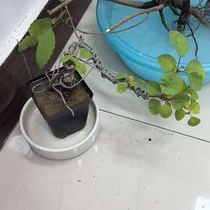 黄栌