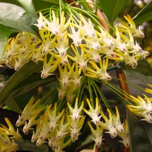 Name: Wax Plant
Latin: Hoya multiflora
Origin: Asia
Plant height: 50 - 300 cm
Reproduction:  #Stems  
Difficulty level:  #Easy  
Tags:  #Asia   #Hoyamultiflora  

