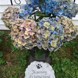Hydrangeas are my very favorite flower! Unfortunately their color is fading, though I can't complain because they've been in bloom for nearly two months! the center flower was potted & purchased this year, and the two outside plants were purchased & planted last year. 

p.s. This is a little memorial for first Pomeranian, Foxy Loo, who loved gardening with me.