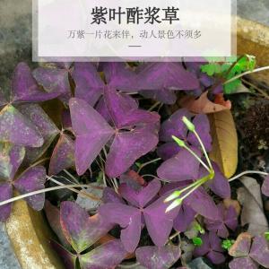 我新添加了一棵“紫叶”到我的“花园”