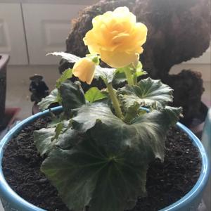 我新添加了一棵“丽格海棠黄色”到我的“花园”