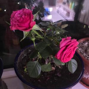 我新添加了一棵“红玫瑰”到我的“花园”