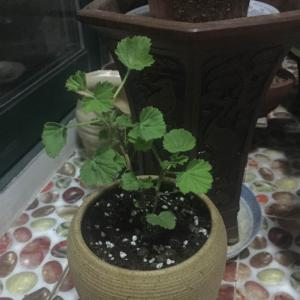 我新添加了一棵“小苗天竺葵”到我的“花园”