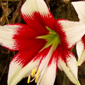 Name: Hippeastrum leopoldii
Latin: Hippeastrum leopoldii
Origin: South America
Plant height: 50 - 80 cm
Reproduction:  #Seeds  
Difficulty level:  #Pro  
Tags:  #SouthAmerica   #Hippeastrumleopoldii  

