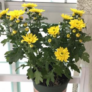 我新添加了一棵“黄色四季菊”到我的“花园”