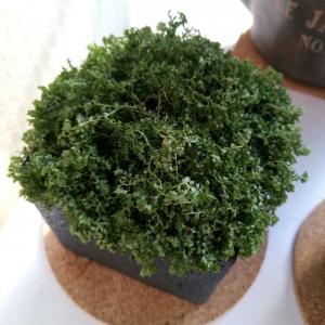 我新添加了一棵“绿地珊瑚蕨”到我的“花园”