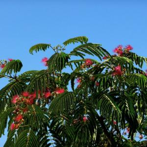 名称： #奥博拉合欢  
            英文名称：Albizia julibrissin 'Ombrella' 
别名：奥博拉合欢、奥博拉合欢
科： #豆科(含羞草科)  
属： #合欢属  
小型树冠开展成优雅的伞状；二回羽状复叶有羽片4～12对，栽培的有时达20对，线形至长圆形的小叶为10～30对。其夏季绽放的深粉红色花朵在绿色的叶丛间更加地鲜艳夺目，仿佛一团团俏皮可爱的火焰精灵正在树梢间追逐嬉戏。