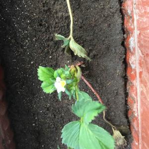 我新添加了一棵“草莓（甘露）”到我的“花园”