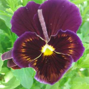 I love pansies from seeds! You have no idea what's going to spring up and each one is utterly unique and beautiful!