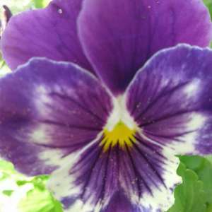 I love pansies from seeds! You have no idea what's going to spring up and each one is utterly unique and beautiful!