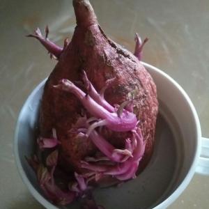 我新添加了一棵“水培红薯”到我的“花园”