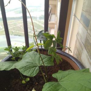 我新添加了一棵“刀豆”到我的“花园”
