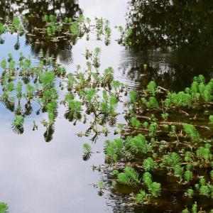 粉绿狐尾藻