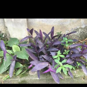 我新添加了一棵“紫竹梅”到我的“花园”