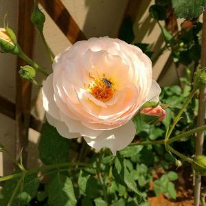 DUANG!我新添加了一棵“玫瑰之约”到我的“花园”，这是它的第一篇成长志,还请花友们多多关照噢！