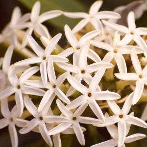Name: White Jasmine
Latin: Jasminum polyanthum
Origin: Asia
Plant height: 50 - 300 cm
Reproduction:  #Stems  
Difficulty level:  #Medium  
Tags:  #Asia   #Jasminumpolyanthum  

