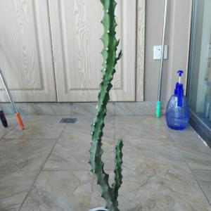 我新添加了一棵“霸王鞭”到我的“花园”