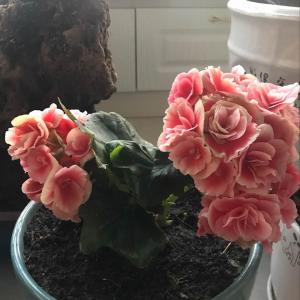 我新添加了一棵“丽格海棠粉色”到我的“花园”