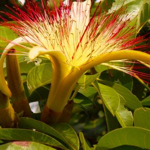 Name: Guiana Chestnut
Latin: Pachira aquatica
Origin: South America
Plant height: 60 - 150 cm
Reproduction:  #Stems  
Difficulty level:  #Medium  
Tags:  #SouthAmerica   #Pachiraaquatica  

