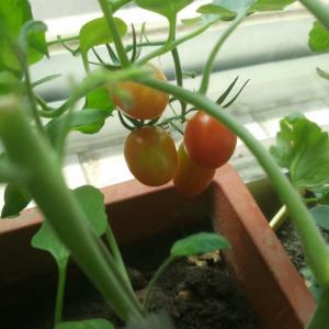 我新添加了一棵“西红柿”到我的“花园”