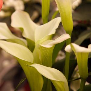 Name: Calla lily
Latin: Zantedeschia aethiopica
Origin: Africa
Plant height: 50 - 90 cm
Reproduction:  #Division  
Difficulty level:  #Pro  
Tags:  #Africa   #Zantedeschiaaethiopica  

