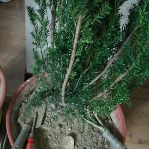 我新添加了一棵“红豆杉”到我的“花园”