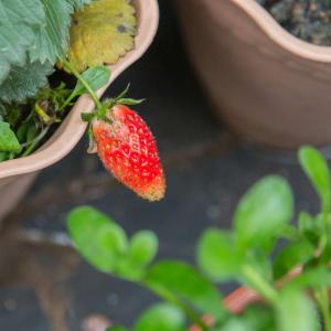 2017.04.25  去年的草莓苗