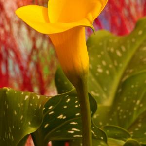 Name: Golden Calla Lily
Latin: Zantedeschia elliottiana
Origin: Africa
Plant height: 50 - 90 cm
Reproduction:  #Division  
Difficulty level:  #Pro  
Tags:  #Africa   #Zantedeschiaelliottiana  

