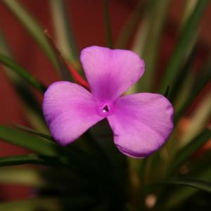 紫花凤梨