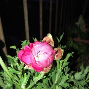 我新添加了一棵“花毛茛 粉色”到我的“花园”