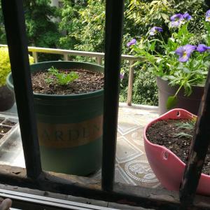 我新添加了一棵“玛格丽特红黄”到我的“花园”
