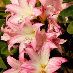 Name: Jersey lily
Latin: Amaryllis belladonna
Origin: Africa
Plant height: 30 - 60 cm
Reproduction:  #Seeds  
Difficulty level:  #Medium  
Tags:  #Africa   #Amaryllisbelladonna  

