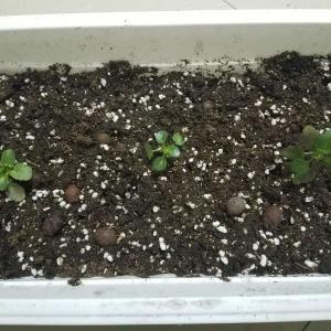 我新添加了一棵“草莓色三色堇”到我的“花园”