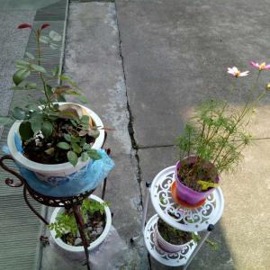 我新添加了一棵“波斯菊”到我的“花园”
