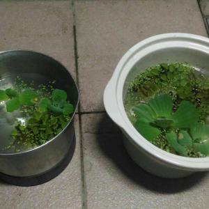我新添加了一棵“水生植物”到我的“花園”。