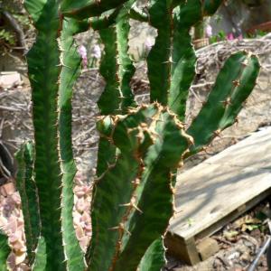 名称:  #朝驹  
英文名：Euphorbia pseudocactus 
科:  #大戟科  
属:  #大戟属  
种植难度:  #容易  
生长季:  #夏型种  
