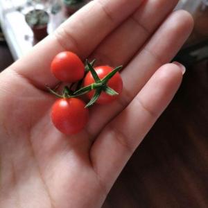 这么小的番茄，我要怎么吃