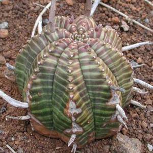 名称： #贵青玉  
            英文名称：Euphorbia meloformis 
别名：贵青玉、贵青玉
科： #大戟科  
属： #大戟属  
原产莱索托、斯威士兰及南非的大卡鲁和东开普省地区的多年生草本,可用分株或播种繁殖。简单的造型让它总是这般的低调,但若是你仔细观察就会发现它真的是一个时尚达人。即便是最不出彩的墨绿材质也能在他看似随性的几条条纹装饰下,立刻变得时尚前卫起来呢！