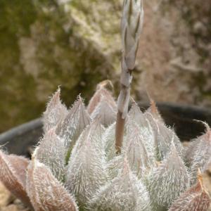 名称:  #毛玉露  
英文名：Haworthia cooperi var. venusta 
科:  #百合科  
属:  #十二卷属  
种植难度:  #很有挑战  
生长季:  #冬型种  
