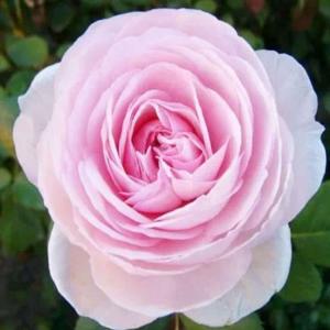 我新添加了一棵“玫瑰-粉色”到我的“花园”