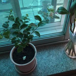 DUANG!我新添加了一棵“茉莉花”到我的“花园”，这是它的第一篇成长志,还请花友们多多关照噢！