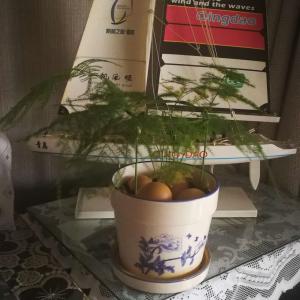 我新添加了一棵“温竹”到我的“花园”