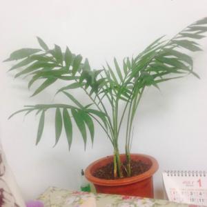我新添加了一棵“袖珍椰子”到我的“花园”