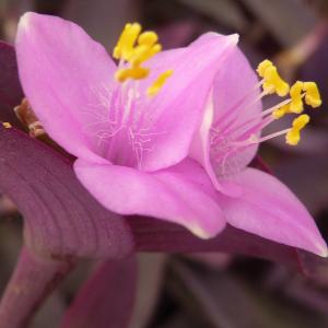Name: Purple Queen
Latin: Tradescantia pallida
Origin: South America
Plant height: 30 - 40 cm
Reproduction:  #Stems  
Difficulty level:  #Easy  
Tags:  #SouthAmerica   #Tradescantiapallida  


