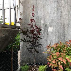 我新添加了一棵“灌木。日本红枫血红”到我的“花园”
